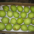 Good Quality of Fresh Green Ya Pear